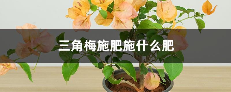 What kind of fertilizer should be used to fertilize bougainvillea? Is the fertilizer applied directly into the soil?