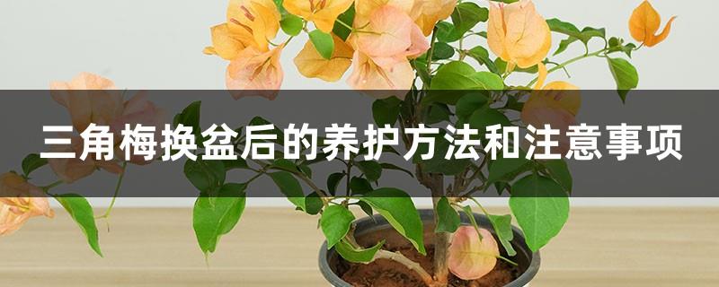 Care methods and precautions for bougainvillea after repotting, what to do if leaves fall off after repotting