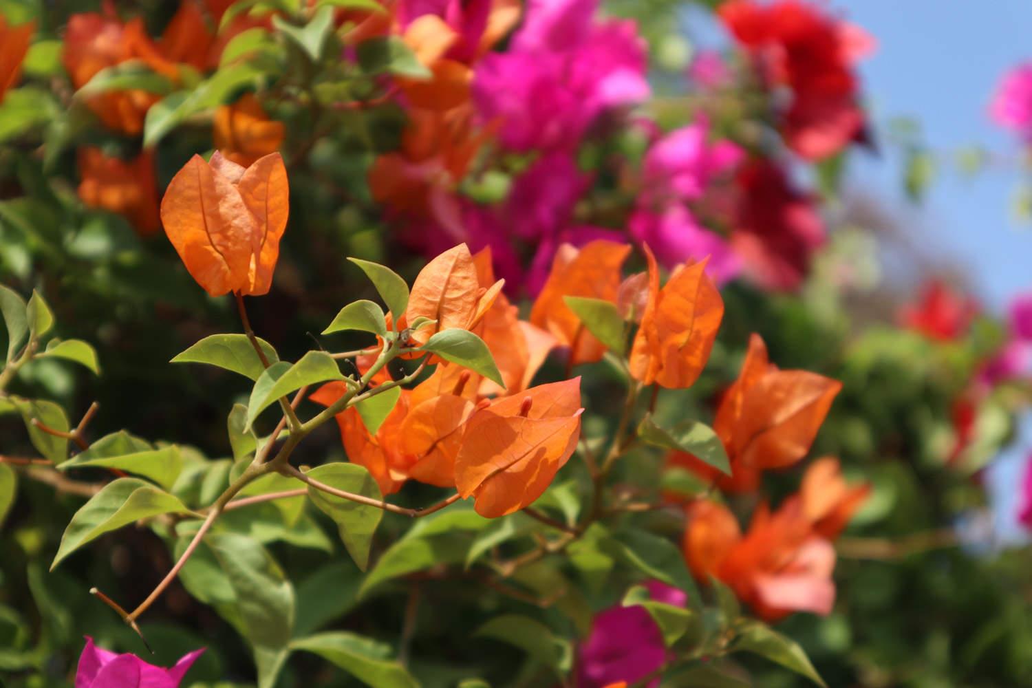 Bougainvillea