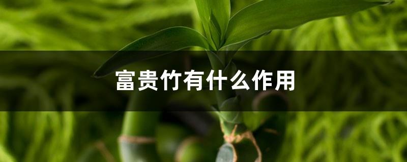 What is the role of Lucky Bamboo, what are the characteristics of Lucky Bamboo