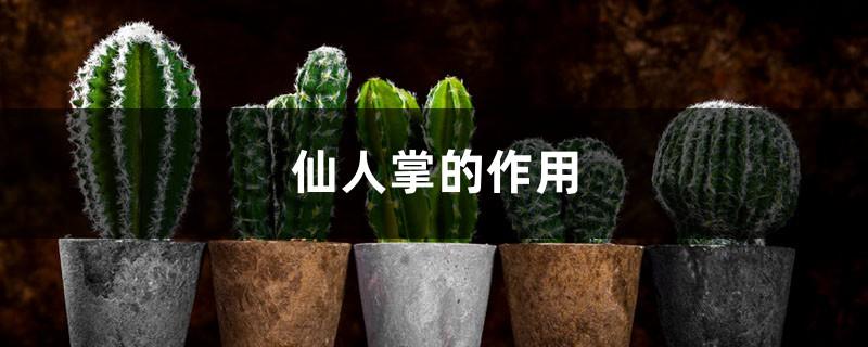 Introduction to cactus, the role of cactus