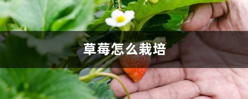 What is strawberry and how to cultivate it