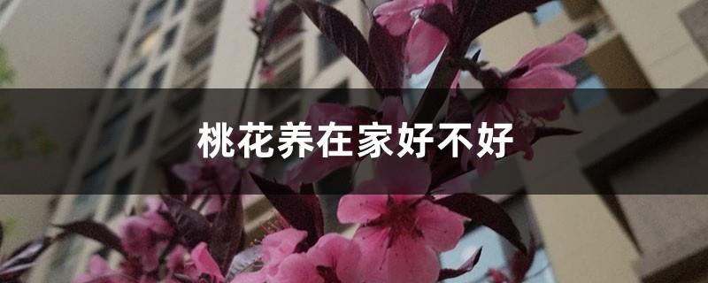 Is it good to grow peach blossoms at home, how to grow potted peach blossoms