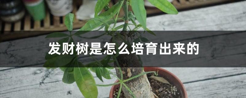 How is the money tree cultivated? Is it grafted?