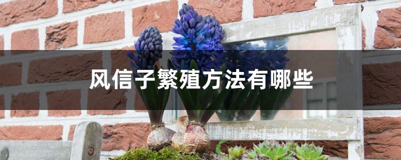What are the methods to propagate hyacinth, is it easy to propagate hyacinth
