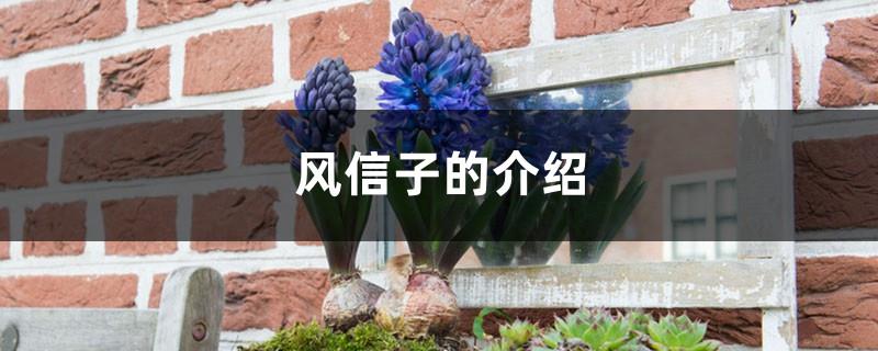 Introduction to hyacinth, are hyacinths poisonous