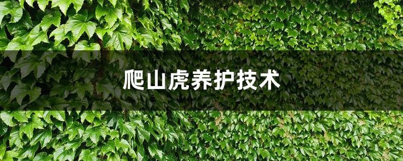 Ivy maintenance technology, does it require frequent watering