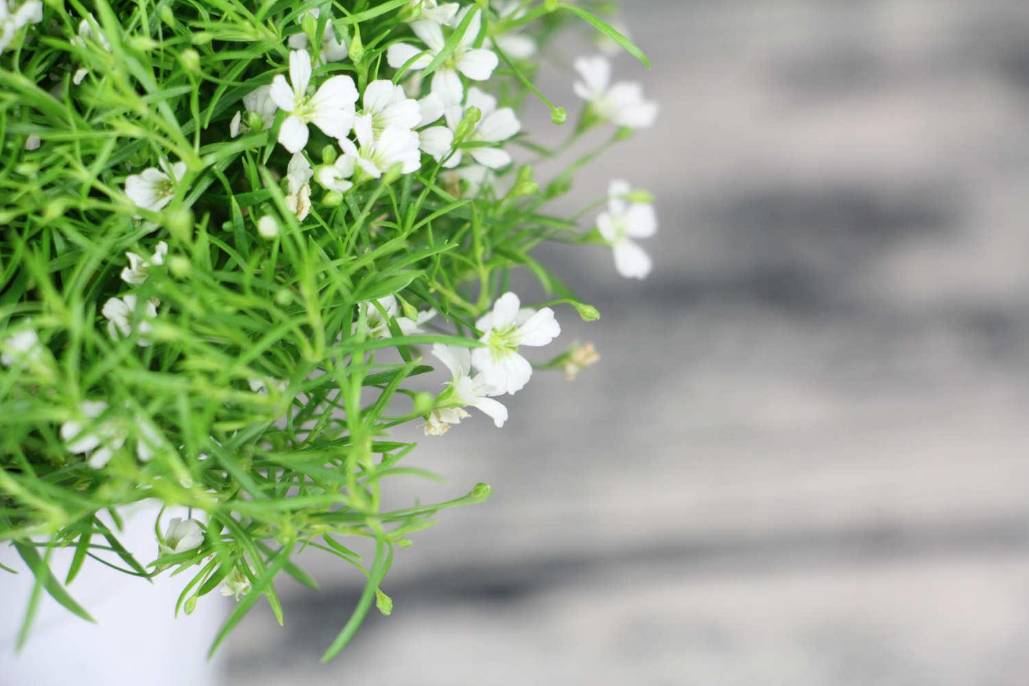 Gypsophila