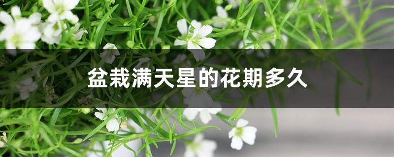 How long does the flowering period of potted gypsophila be? Is it better to use a large pot or a small pot?