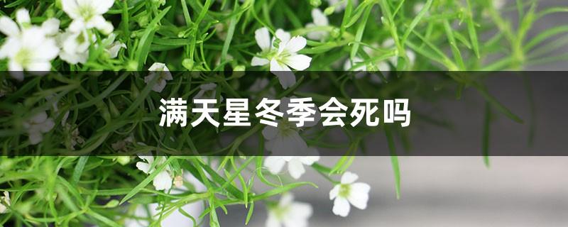 Will Gypsophila spp. die in winter? Is it suitable for indoor raising?