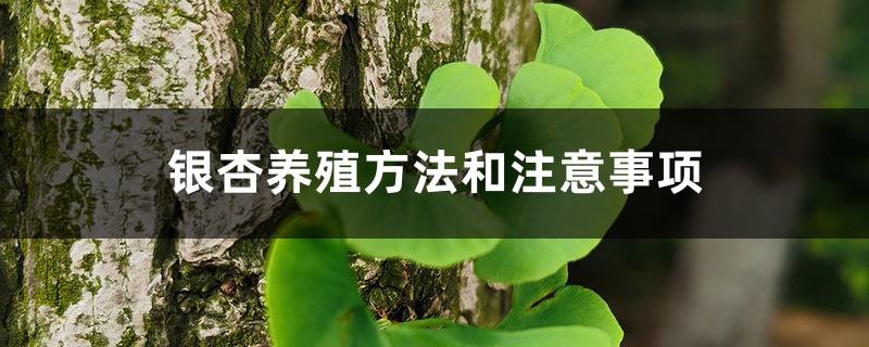 Ginkgo cultivation methods and precautions, how many ginkgo trees are suitable for planting in flower pots