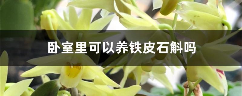 Can Dendrobium officinale be kept in the bedroom? What are the precautions?