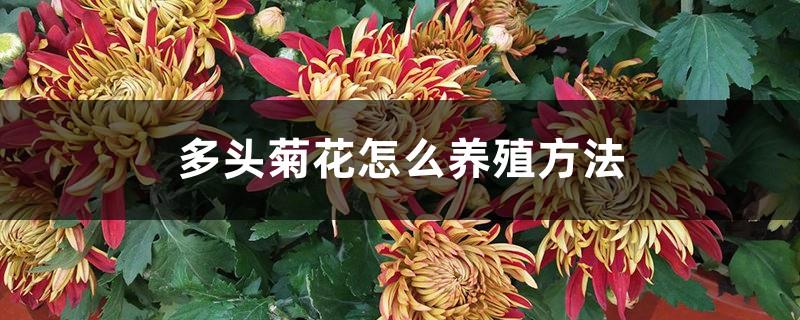 How to breed multi-headed chrysanthemums (detailed explanation of breeding methods)