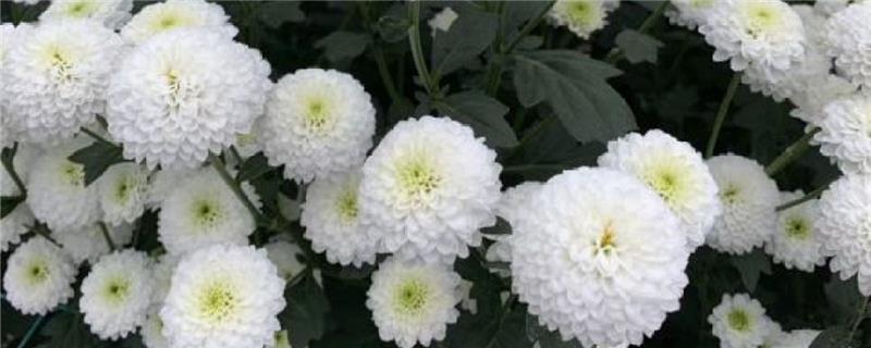 Can multi-headed chrysanthemums be grown in water and how to grow them in water