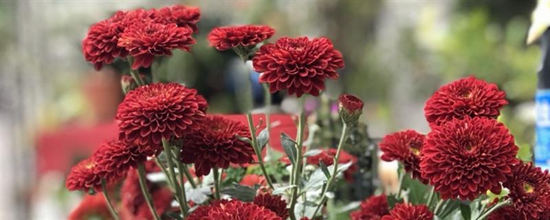 Is the chrysanthemum a greenhouse flower? Can it be placed outdoors in winter?