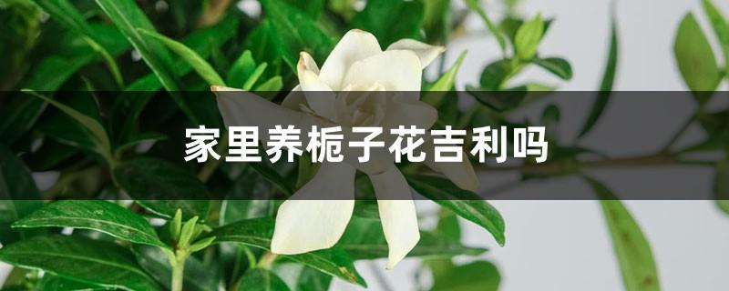 Is it auspicious to keep gardenias at home? Why is it unlucky?