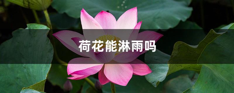 Can lotus be exposed to rain, lotus's requirements for water