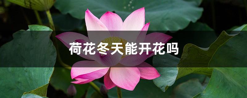 Can lotus bloom in winter and how to care for it in winter