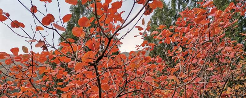 Time to see red leaves in Zhuangziling, She County