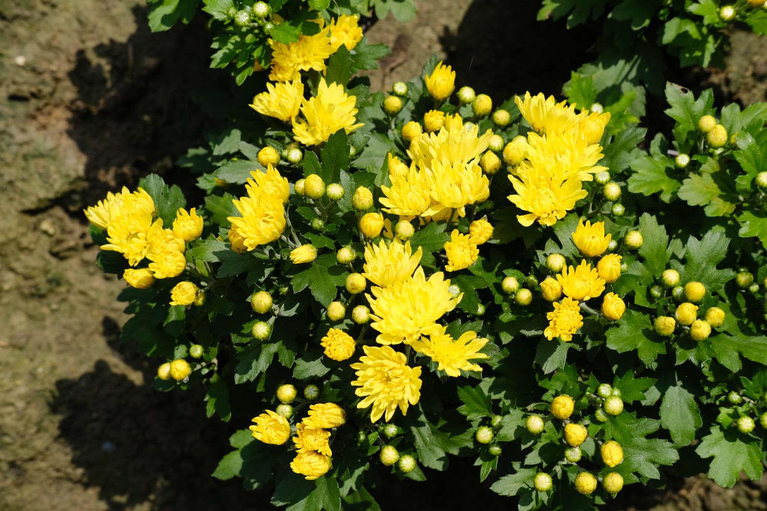 Chrysanthemum