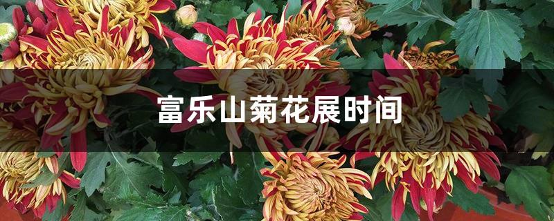 Fule Mountain Chrysanthemum Exhibition Time