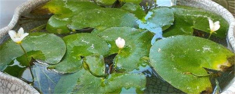 How big is the Lotus unifolia before it can be divided? What should I do if the leaves turn yellow