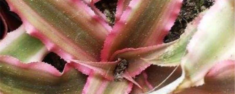 Cultivation methods and precautions of velvet-leaf pineapple