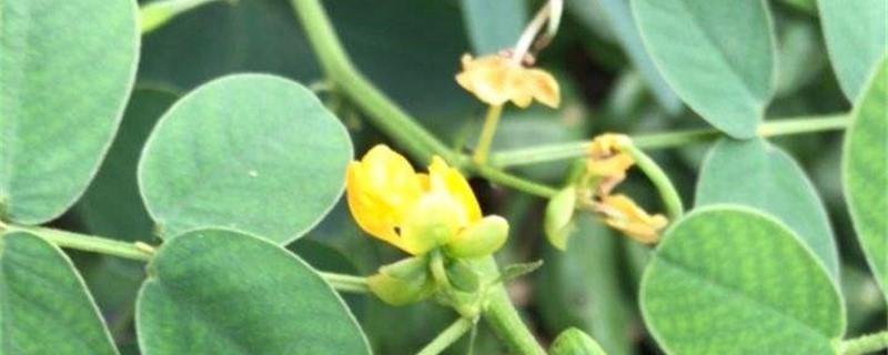 Cultivation methods and precautions for Cassia Sophorae