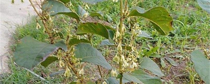 The breeding methods and precautions of Japanese knotweed