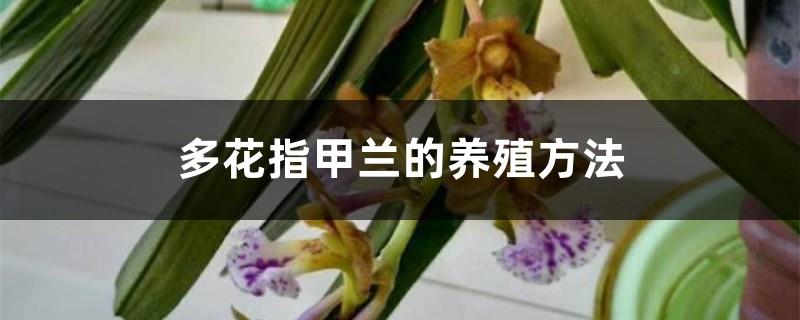 Cultivation methods and precautions of Nail Orchid