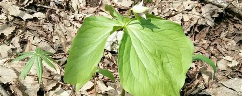 Trillium cultivation methods and precautions