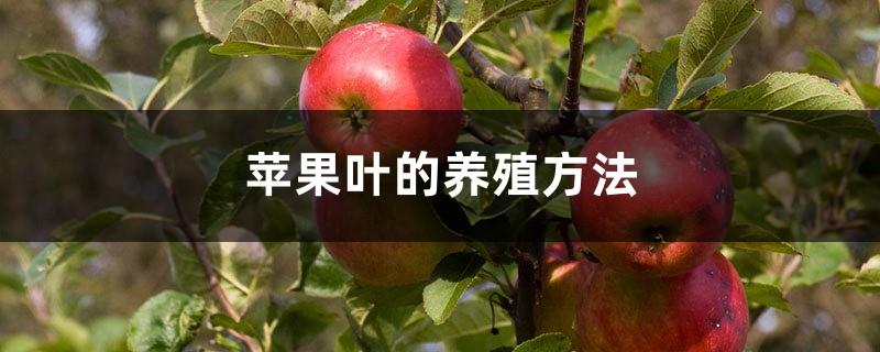 Apple leaf cultivation methods and precautions
