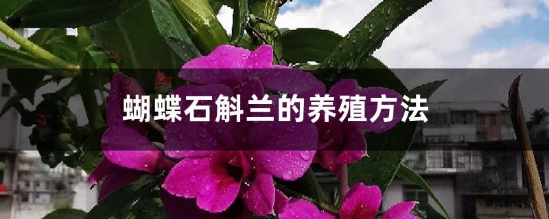 Cultivation methods and precautions for Dendrobium butterfly orchid