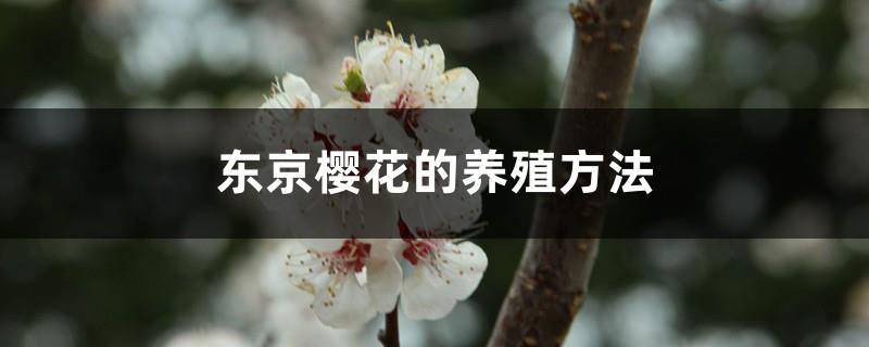 Tokyo Sakura cultivation methods and precautions