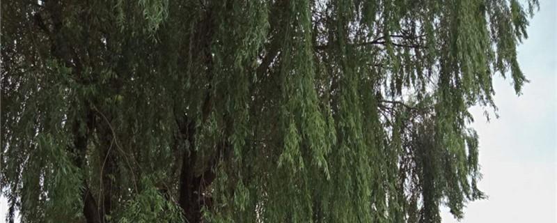 Weeping willow farming methods and precautions