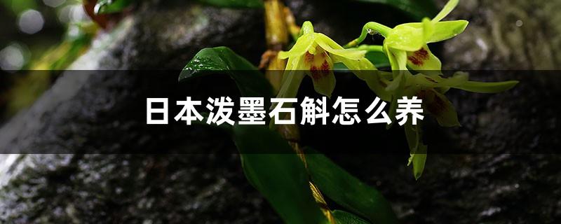 How to grow Japanese Dendrobium with Ink, is it resistant to sunlight