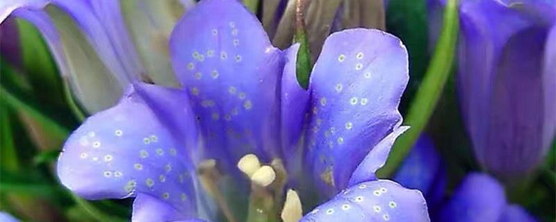 Gentian flower cultivation methods and precautions, when will they bloom