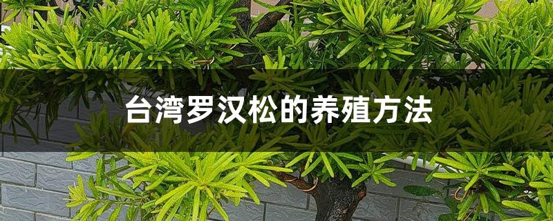 Cultivation methods of Taiwan Podocarpus