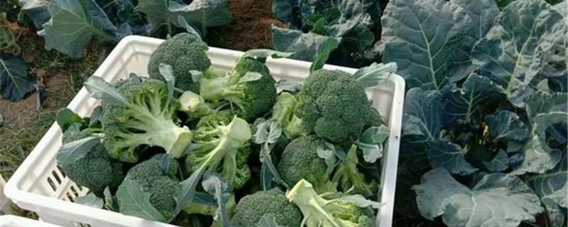 Cultivation methods of broccoli