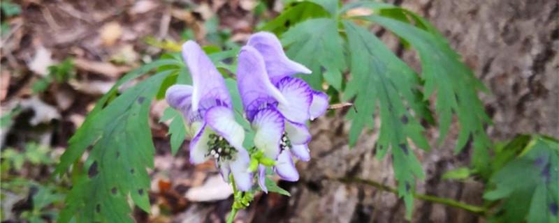 How to breed Aconitum