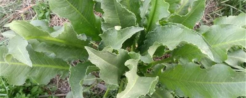 Cultivation methods of rhubarb