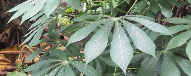 Cassava farming methods