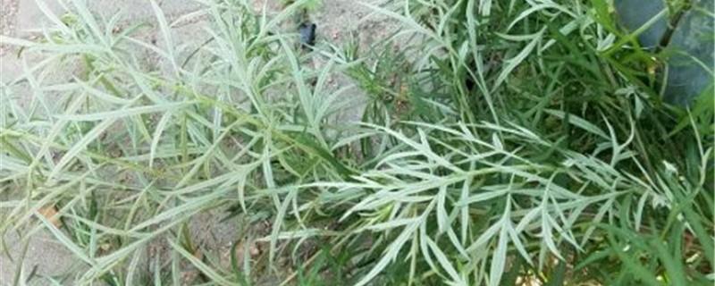 Cultivation methods of Artemisia willow