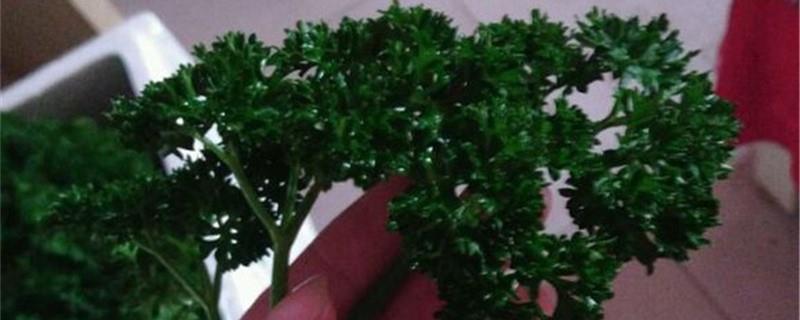 How to breed parsley