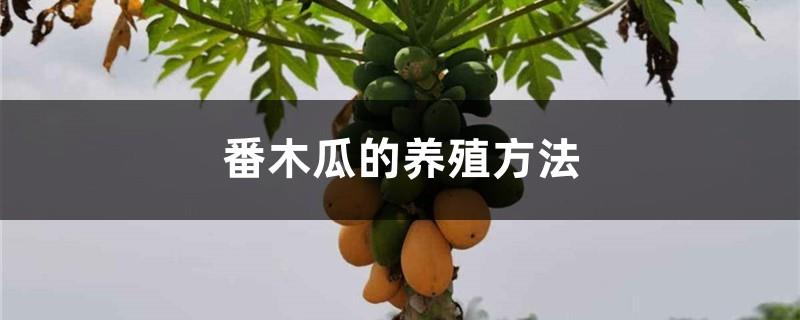 Papaya farming methods