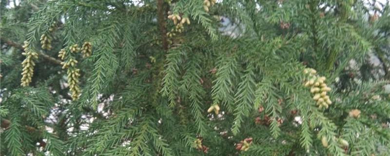 Cryptomeria Breeding Methods