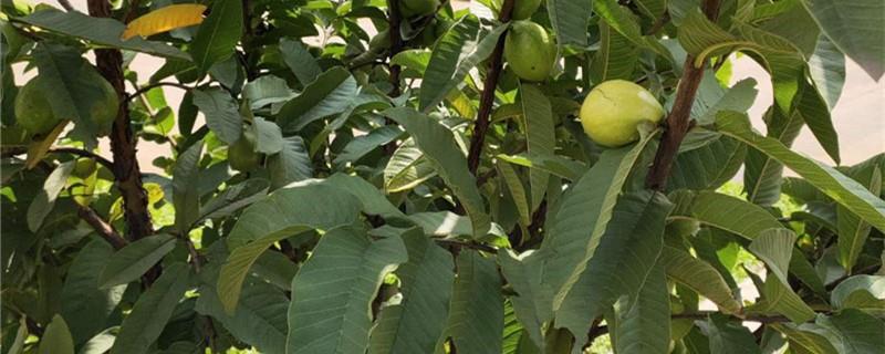 Guava Fruit Cultivation Method
