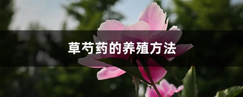 Cultivation methods of peony