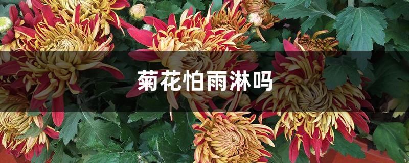 Are chrysanthemums afraid of rain? Will they die after being exposed to rain?