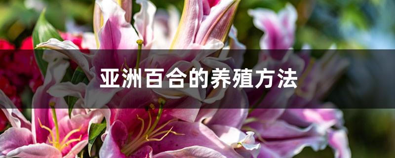 How to breed Asian lilies